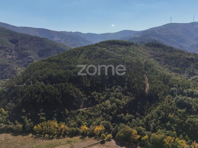 Terreno venda em Arganil