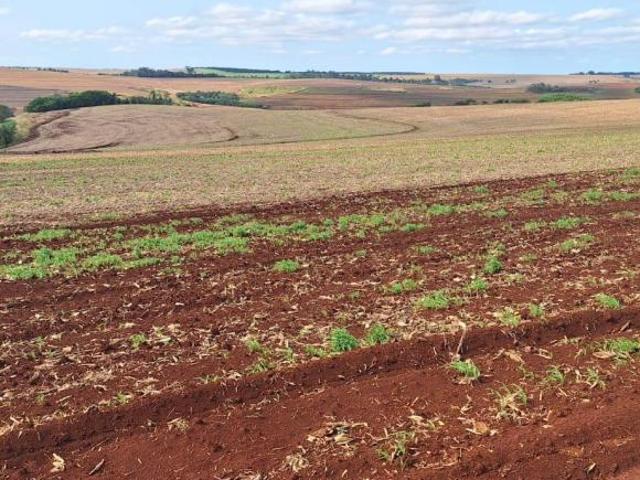 Sítio e chácara venda em Cornélio Procópio, Paraná