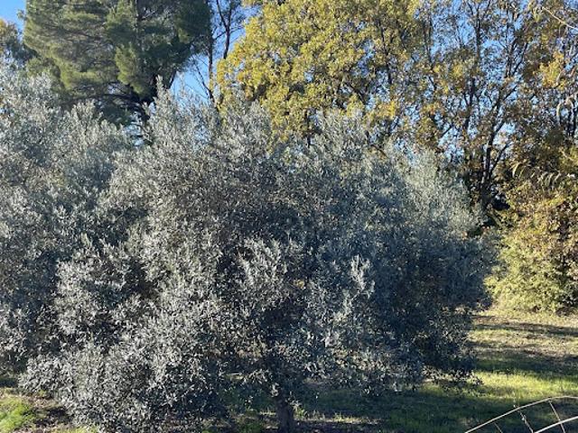 Terrain vente à Arrondissement de Draguignan, Lorgues