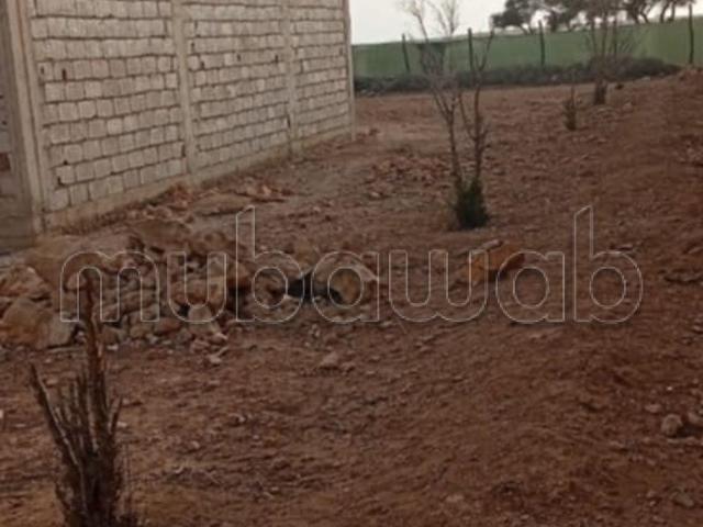 Terrain vente à Aït Baha, Oued ed Dahab-Lagouira