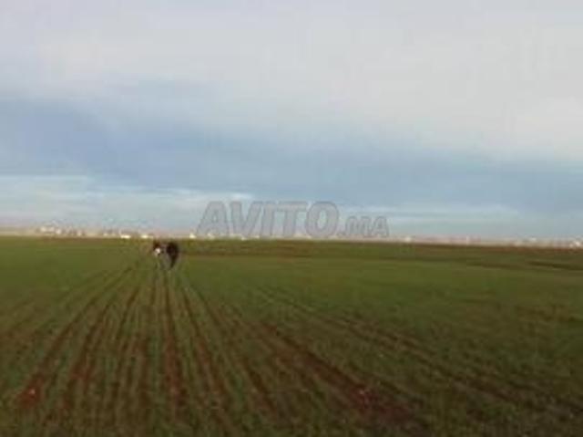 Propriété vente à El Gara, Gharb-Chrarda-Beni Hssen