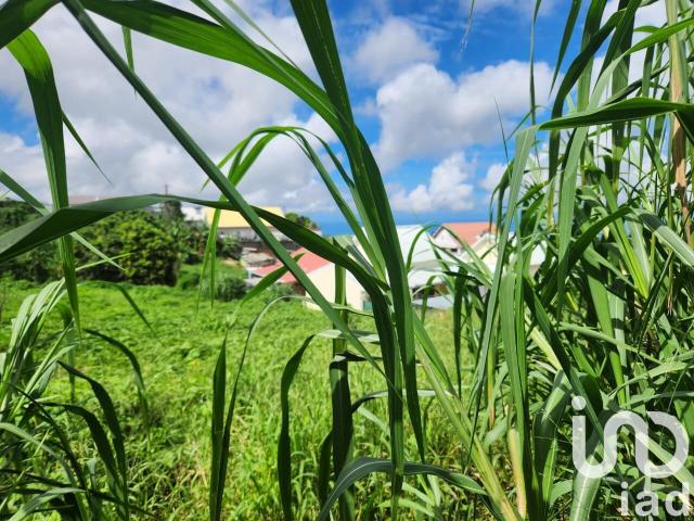 Terrain vente à La Réunion