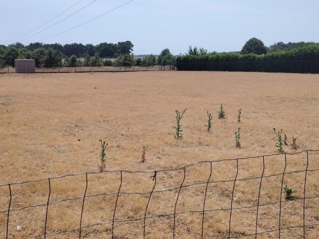 Terrain vente à Chinon, Champigny-sur-veude