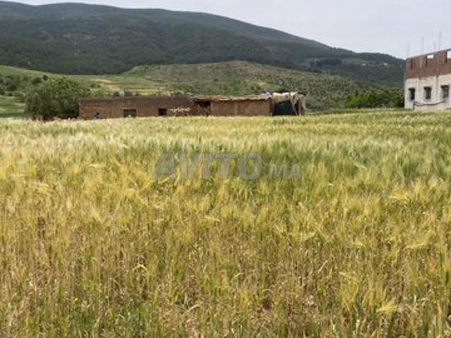 Propriété vente à Demnate