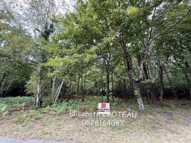 Terrain vente à France métropolitaine, Sanguinet