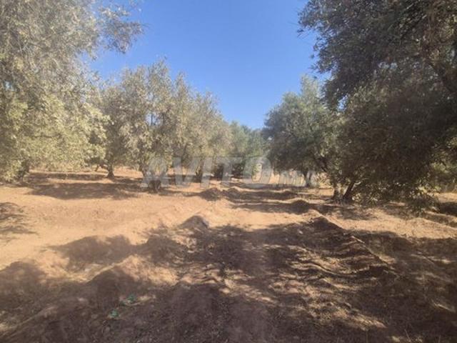 Propriété vente à Al Haouz, L'Oriental