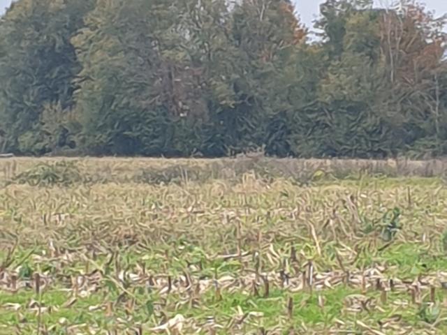 Terrain vente à Nérac, Buzet-sur-baïse