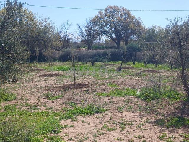 Propriété vente à L'Oriental