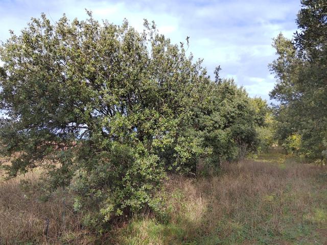 Terrain vente à Carpentras, Rasteau