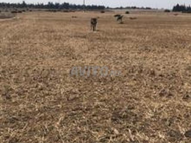 Propriété vente à Slimane, Gharb-Chrarda-Beni Hssen