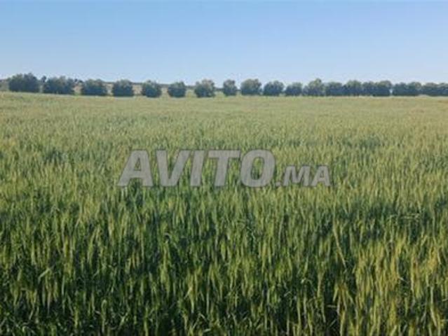 Propriété vente à El Ma, Gharb-Chrarda-Beni Hssen