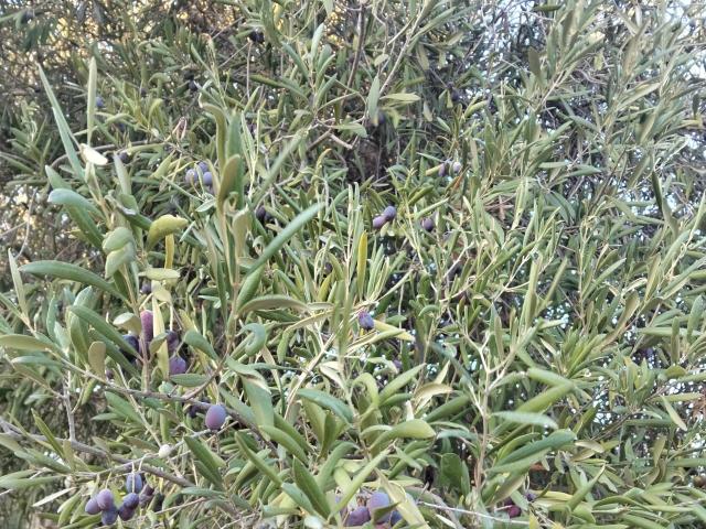 Terrain vente à Bizerte, Bizerte Nord