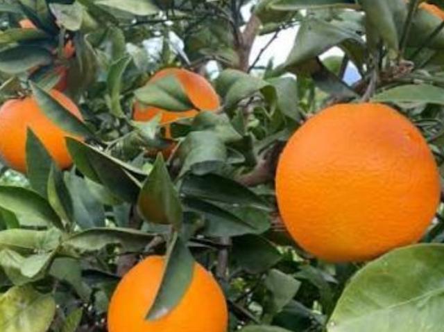 Terrain vente à Ariana, Ariana Ville