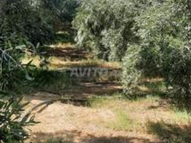 Appartement vente à Guercif