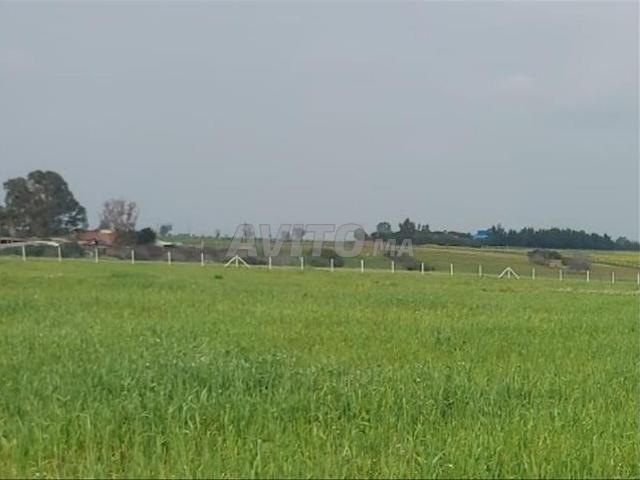 Propriété vente à Fdalate ⴼⴹⴰⵍⴰⵜ فضالة, Province de Benslimane إقليم بن سليمان