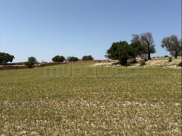 Terrain vente à Essaouira, L'Oriental