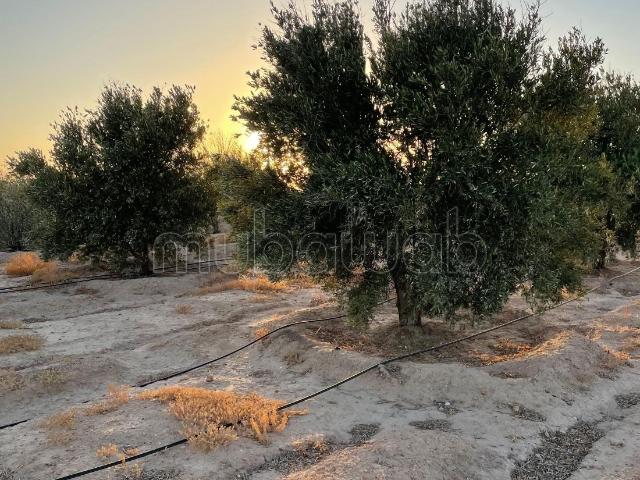 Terrain vente à Marrakech, L'Oriental