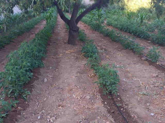 Terrain vente à Bizerte Nord