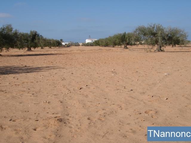 Terrain location