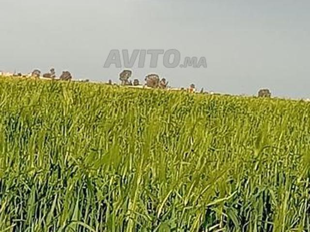 Propriété vente à El Ma, Gharb-Chrarda-Beni Hssen