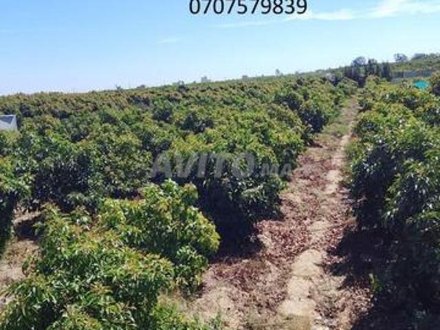 Propriété vente à Larache, Tanger-Tétouan