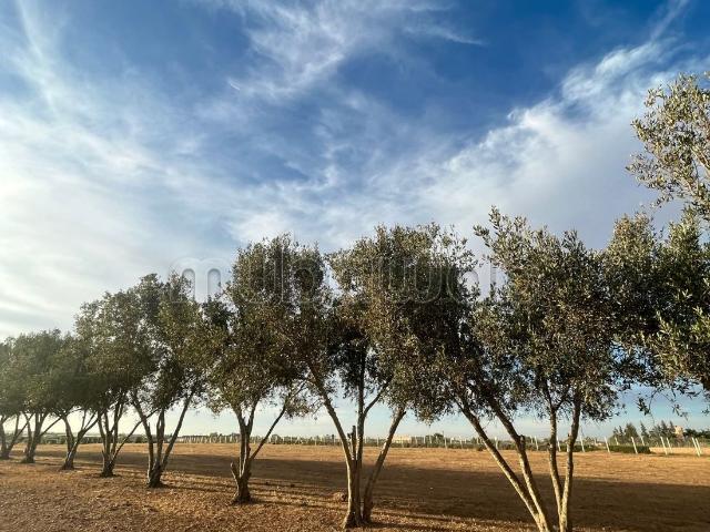 Terrain vente à Sidi Allal El Bahraoui