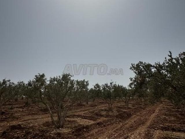 Propriété vente à Berkane