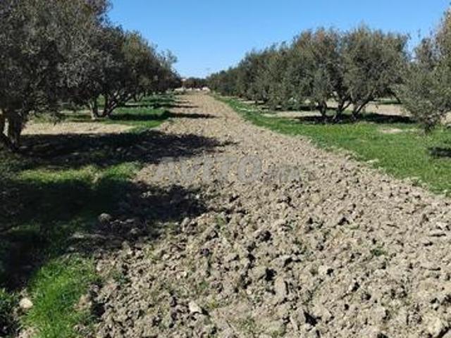 Propriété vente à Guercif