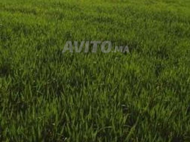 Propriété vente à Taounate