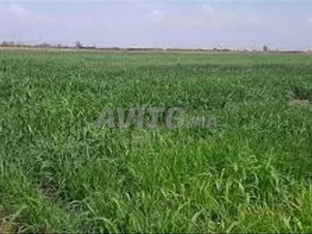 Propriété vente à Settat, Gharb-Chrarda-Beni Hssen