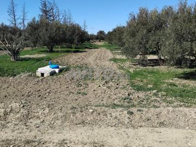 Propriété vente à Guercif