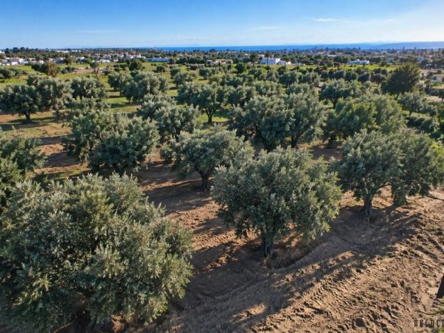 Terrain vente à نابل, معتمدية نابل