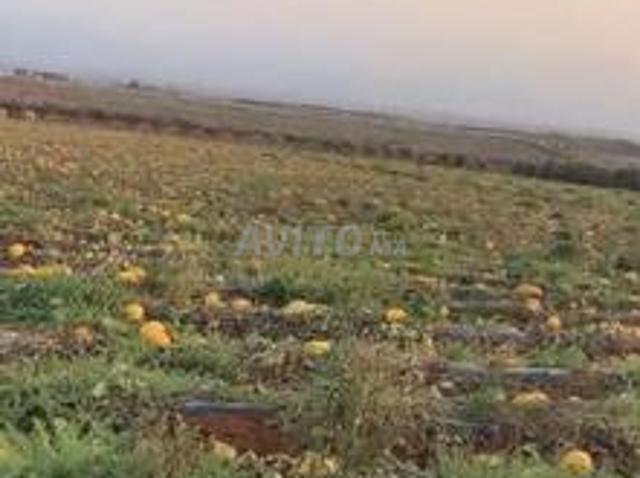 Propriété vente à Saida