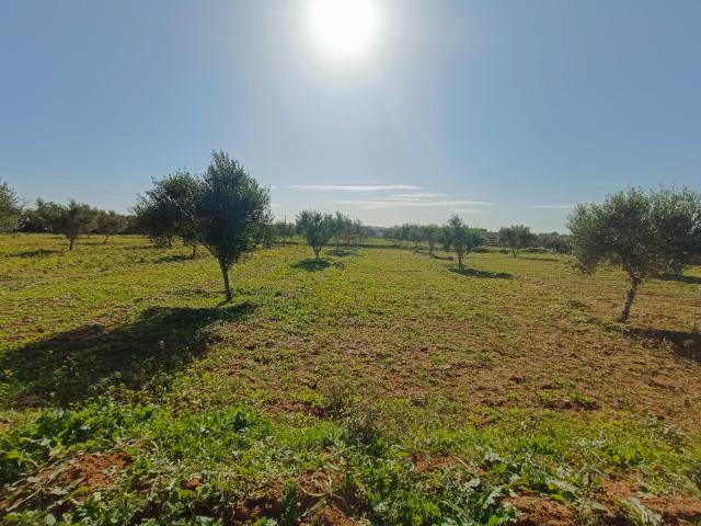 Terrain vente à Sousse Riadh, Akouda