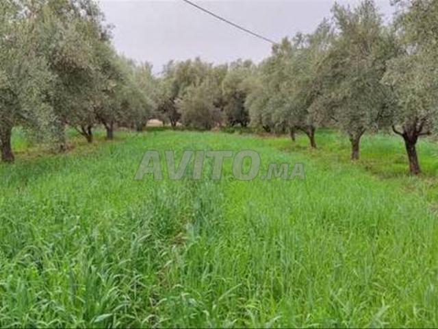 Propriété vente à Beni Drar