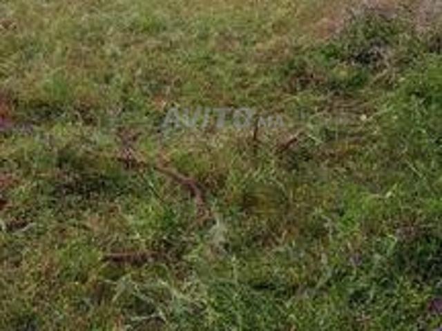 Propriété vente à El Ma, Gharb-Chrarda-Beni Hssen