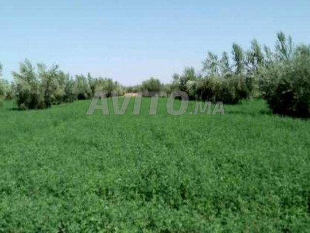 Propriété vente à Laattaouia, L'Oriental