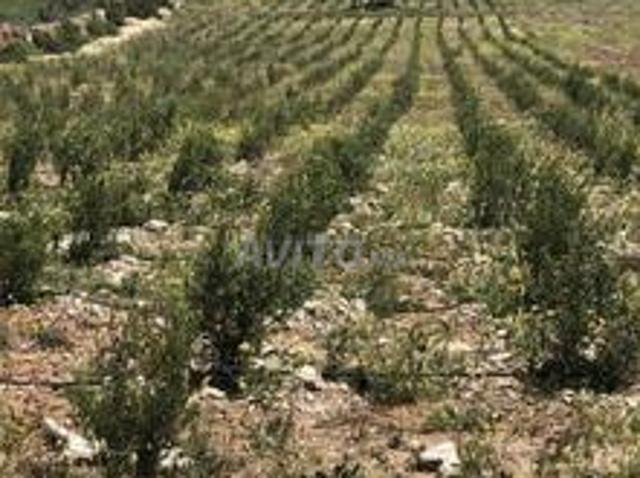 Propriété vente à El Ma, Gharb-Chrarda-Beni Hssen