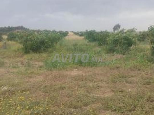 Propriété vente à Sidi Allal El Bahraoui