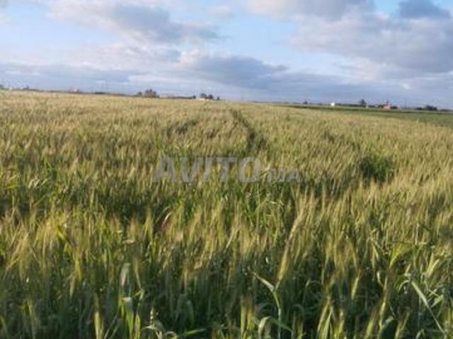 Propriété vente à Oulad Abbou, Gharb-Chrarda-Beni Hssen