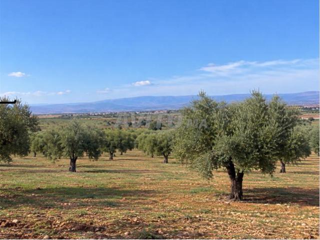 Propriété location à Laattaouia, L'Oriental