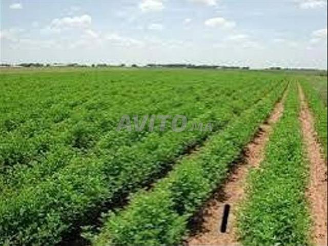 Propriété vente à Settat, Gharb-Chrarda-Beni Hssen