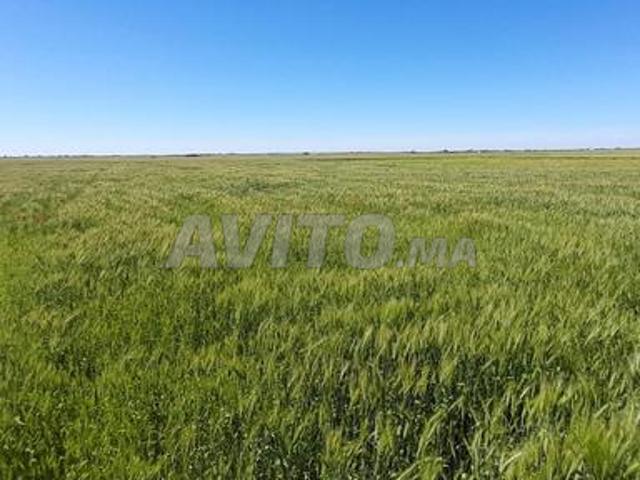 Propriété vente à Oulad Said, Gharb-Chrarda-Beni Hssen