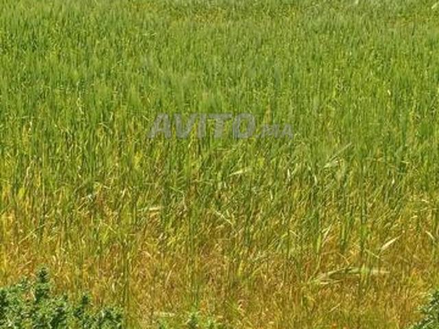 Propriété vente à Berrechid, Gharb-Chrarda-Beni Hssen