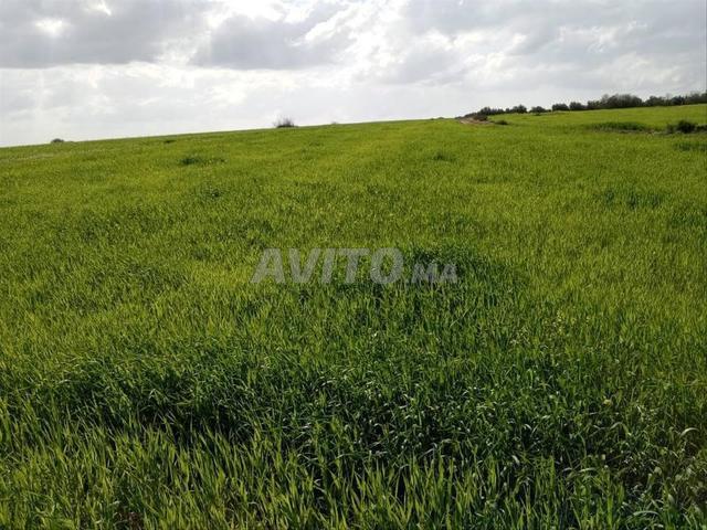 Propriété vente à Khémisset