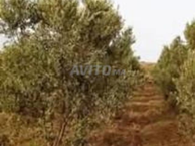 Propriété vente à Chichaoua, L'Oriental