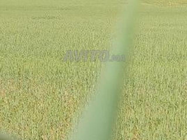 Propriété vente à Oued ed Dahab-Lagouira