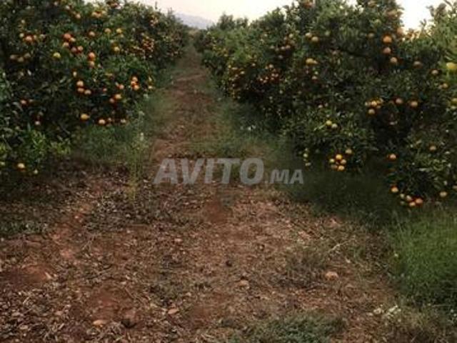 Propriété vente à Berkane