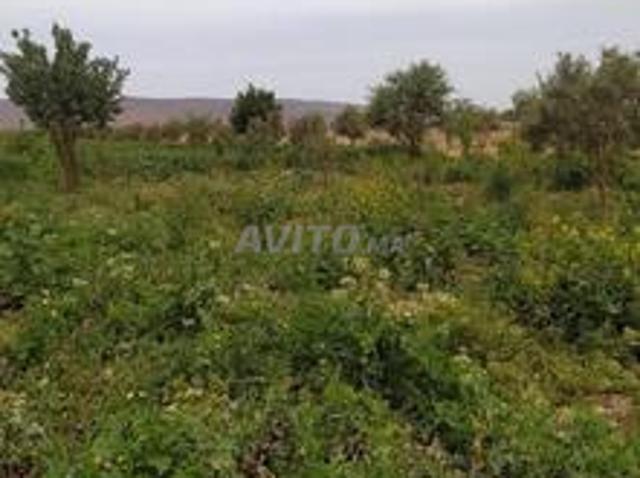 Propriété vente à Ben Slimane