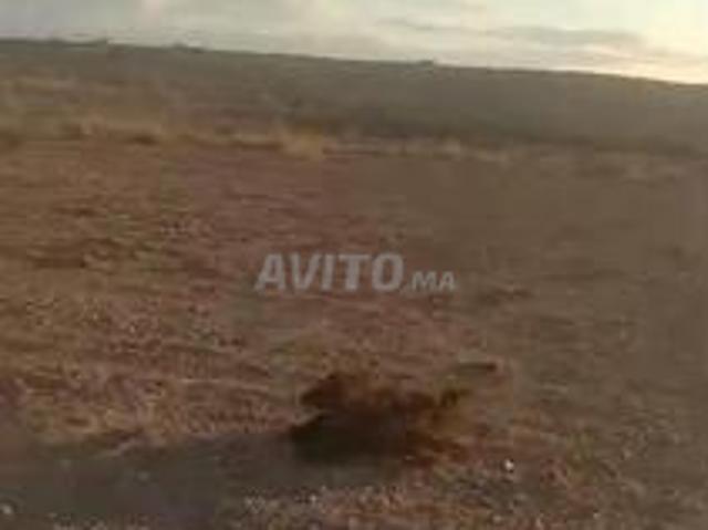 Propriété vente à Chichaoua, L'Oriental